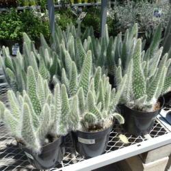 Location: Tucson, Arizona
Date: 2018-08-02
Hairy Roger cactuses for sale at a local big box hardware store.