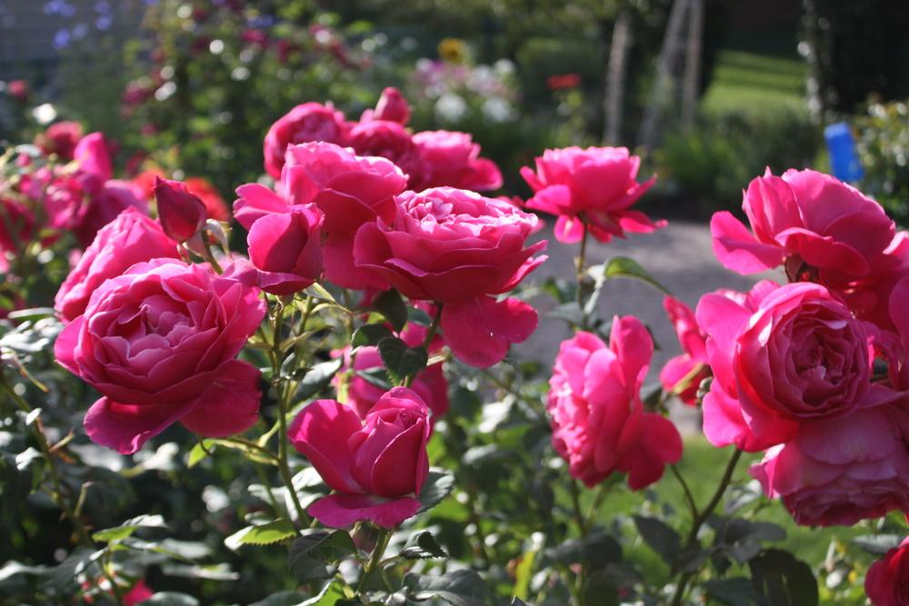 Photo of Rose (Rosa 'Grande Dame') uploaded by Canadian_Rose