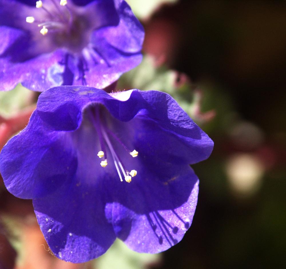 Photo of California Bluebells (Phacelia campanularia) uploaded by RobGlen