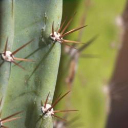 Location: Las Vegas
Date: 2011-04-16
 Common Peruvian Apple Cactus