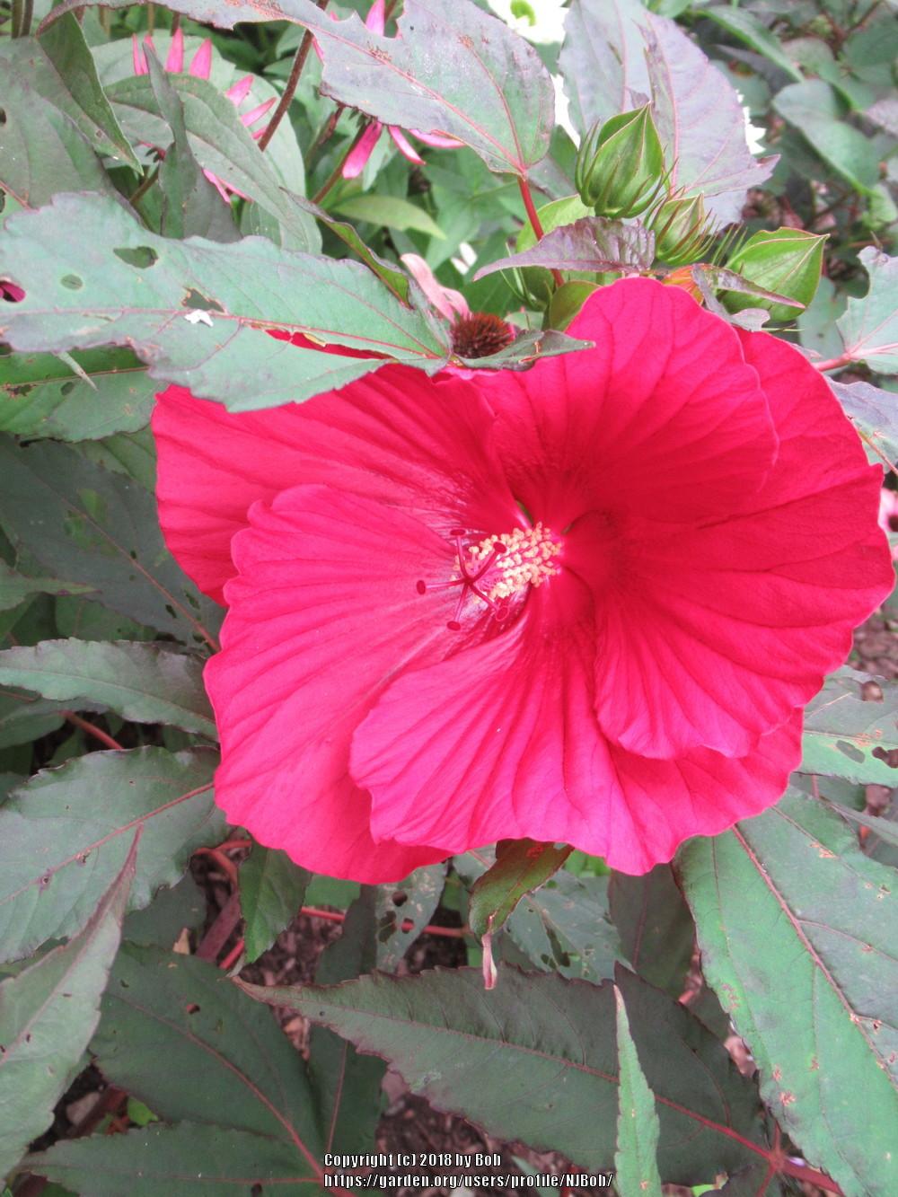 Photo of Hybrid Hardy Hibiscus (Hibiscus 'Midnight Marvel') uploaded by NJBob