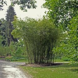 Location: Nationale Plantentuin Meise (Brussels)