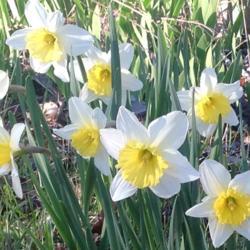 Location: Henry County, Virginia
Date: 2018-03-16
Ice Follies blooming in March!