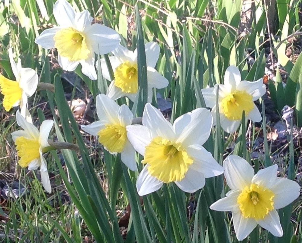 Photo of Large-Cupped Daffodil (Narcissus 'Ice Follies') uploaded by UndyingLight