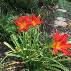 Location: My garden, Pequea, Pennsylvania, USA
Date: 2018-08-22
Very late bloomer. Plenty of buds yet to bloom.