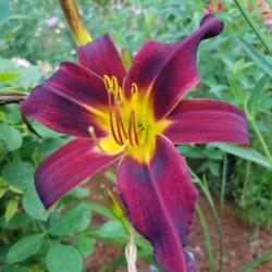 Location: PHILADELPHIA
Date: 2018-07-17
Black Friar - received from Old House Gardens Spring 2018