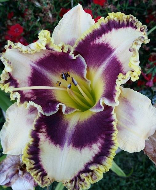 Photo of Daylily (Hemerocallis 'Southern Dazzle') uploaded by flowerpower35