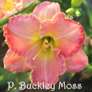 P. Buckley Moss