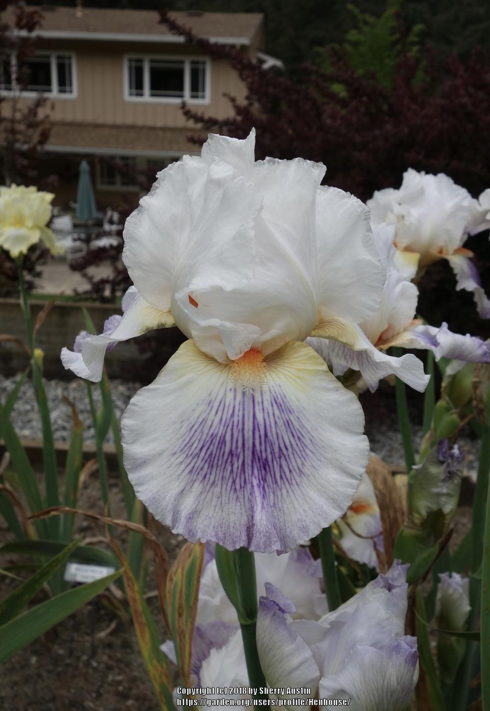 Photo of Tall Bearded Iris (Iris 'Puccini') uploaded by Henhouse