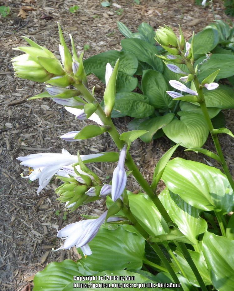 Photo of Hosta 'Invincible' uploaded by ViolaAnn