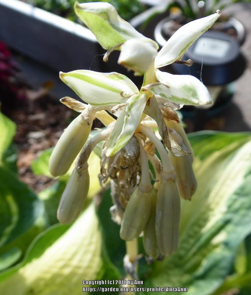 Photo of Hosta 'Great Expectations' uploaded by ViolaAnn