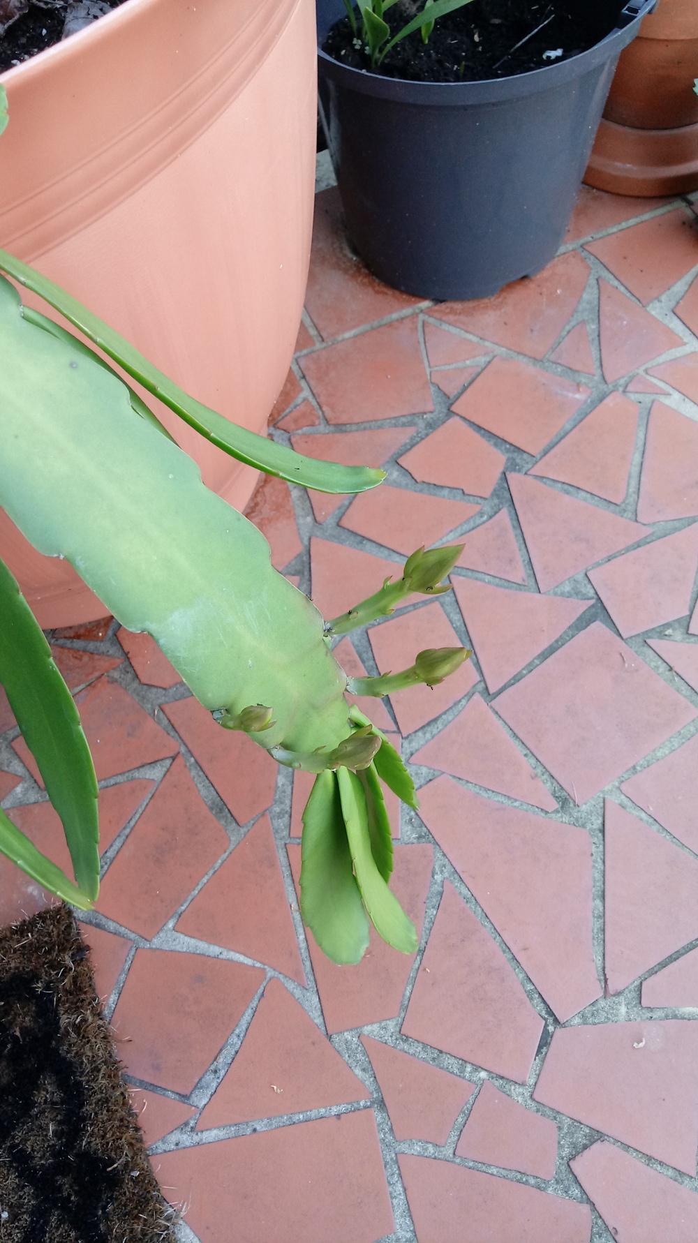 Photo of Hooker's Orchid Cactus (Epiphyllum hookeri) uploaded by jherriot