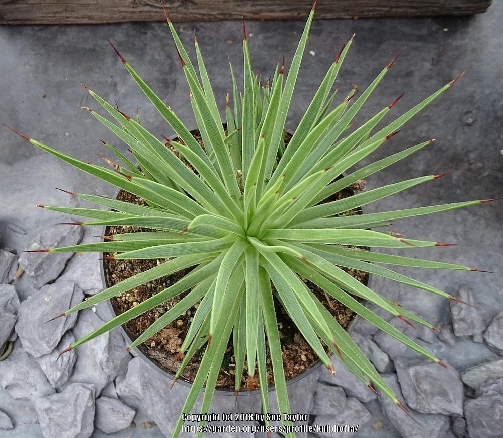 Photo of Hedgehog Agave (Agave stricta) uploaded by kniphofia