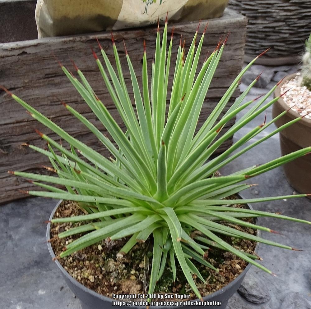 Photo of Hedgehog Agave (Agave stricta) uploaded by kniphofia