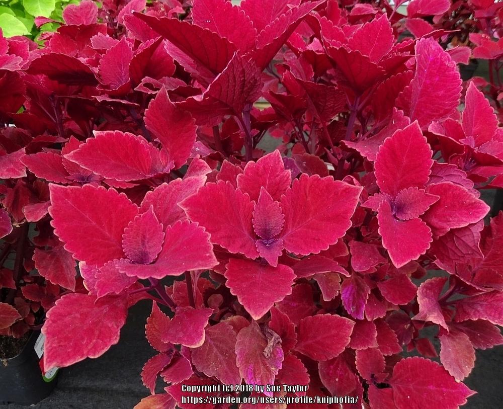 Photo of Coleus (Coleus scutellarioides Red Head) uploaded by kniphofia