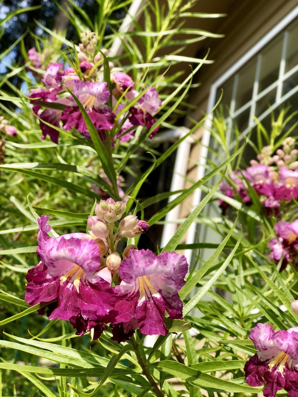 Photo of Desert Willow (Chilopsis linearis Timeless Beauty®) uploaded by AngieVanIsld