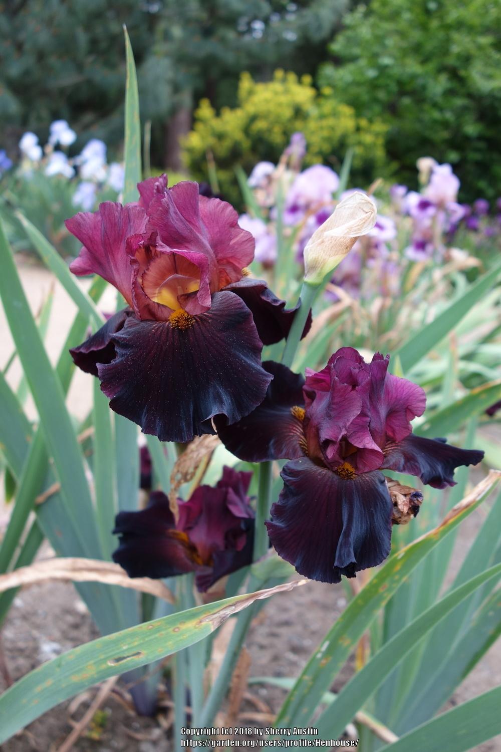 Photo of Tall Bearded Iris (Iris 'One Step Beyond') uploaded by Henhouse
