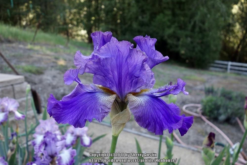 Photo of Tall Bearded Iris (Iris 'Mister Flounce') uploaded by Henhouse