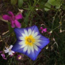 Location: Shasta County, Ca.
Date: August 21
Small unidentifed wildflower