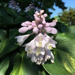 Location: My garden, Pequea, Pennsylvania, USA
Date: 2018-08-24
My favorite hosta for excellent substance and flowers that are he