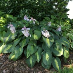 Location: My garden, Pequea, Pennsylvania, USA
Date: 2018-08-24
My favorite hosta for excellent substance and flowers that are he