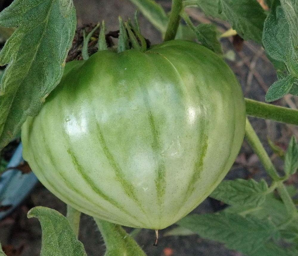Photo of Tomato (Solanum lycopersicum 'German Striped') uploaded by gardengus