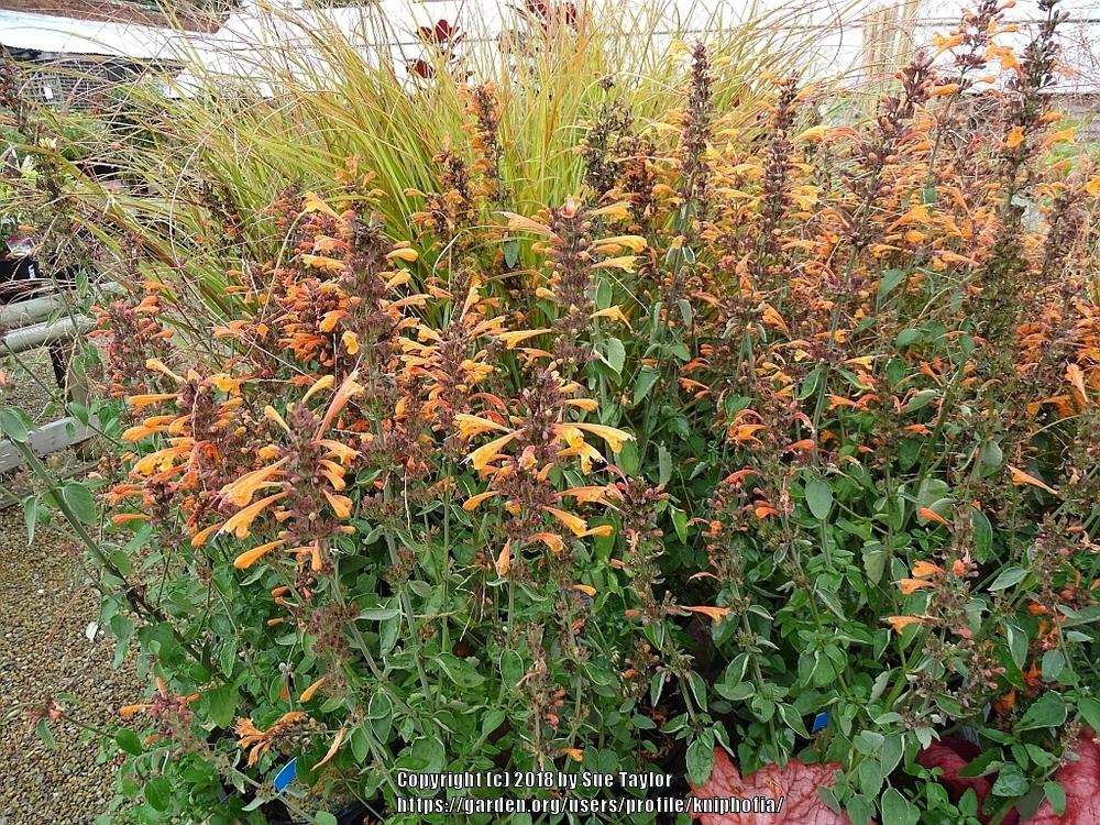 Photo of Anise Hyssop (Agastache aurantiaca 'Apricot Sprite') uploaded by kniphofia