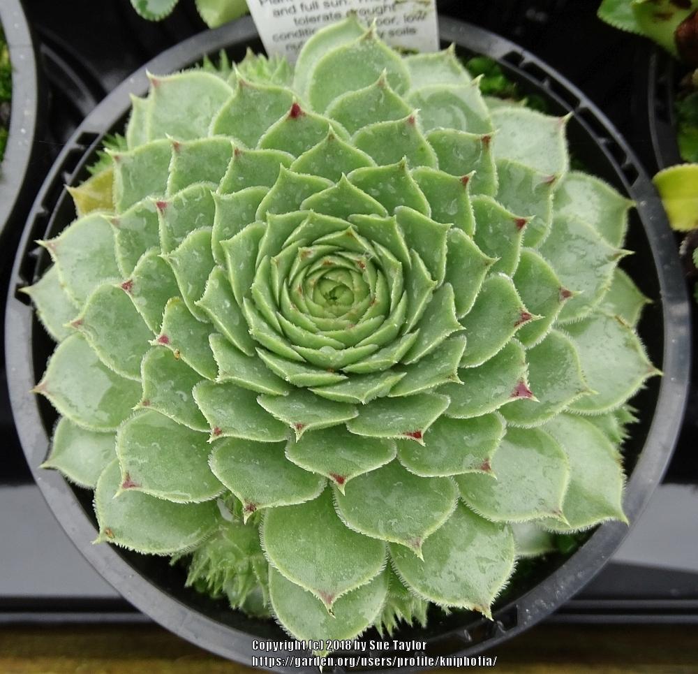 Photo of Hen-and-Chickens (Sempervivum calcareum 'Limelight') uploaded by kniphofia