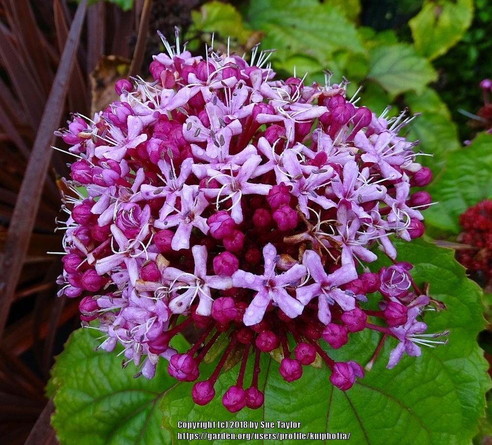 Photo of Cashmere Bouquet (Clerodendrum bungei) uploaded by kniphofia