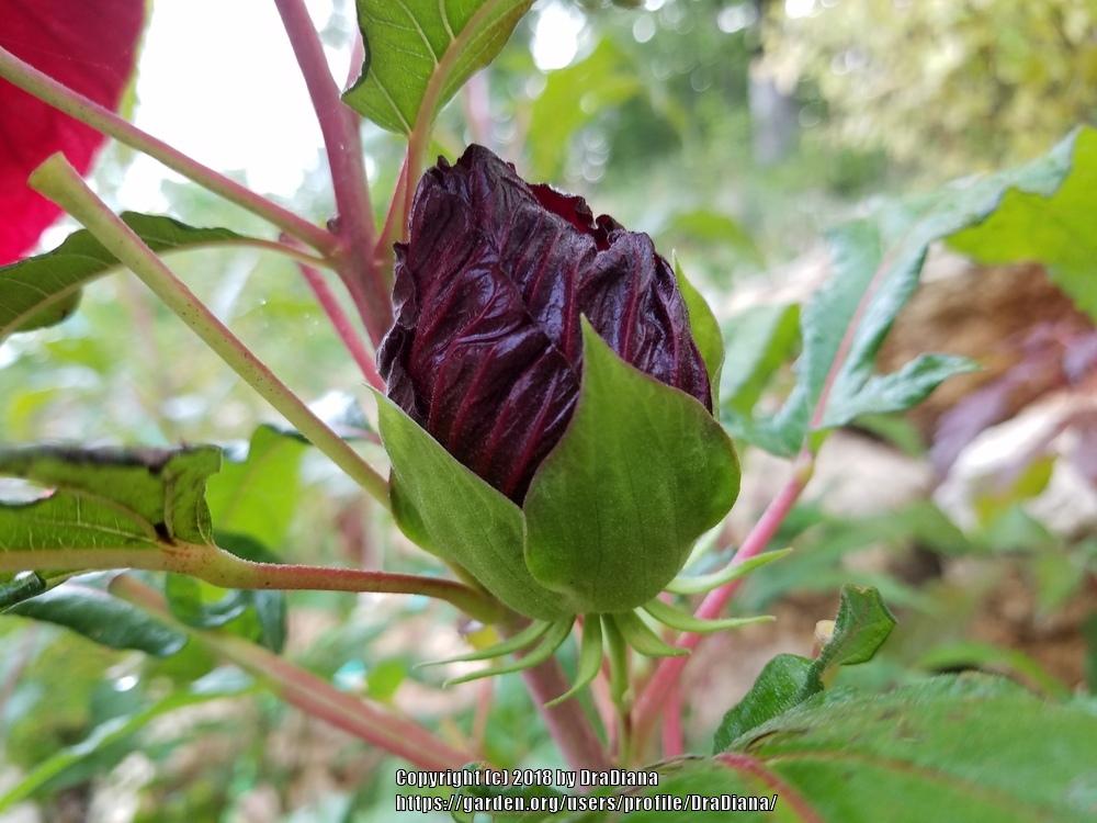Photo of Hybrid Hardy Hibiscus (Hibiscus Summerific™ Cranberry Crush) uploaded by DraDiana