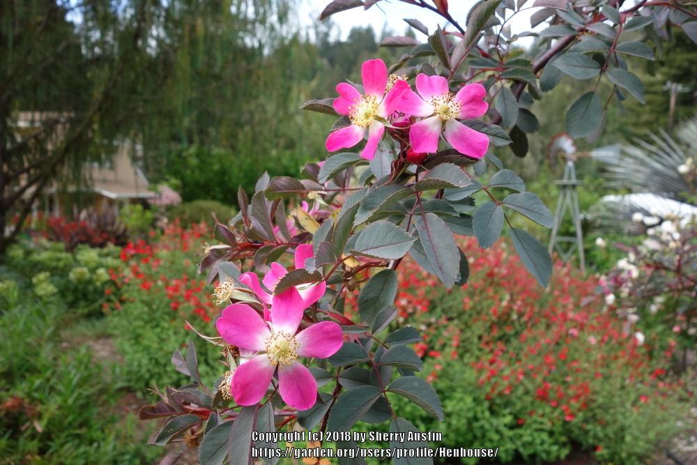 Photo of Red Leaf Rose (Rosa glauca) uploaded by Henhouse