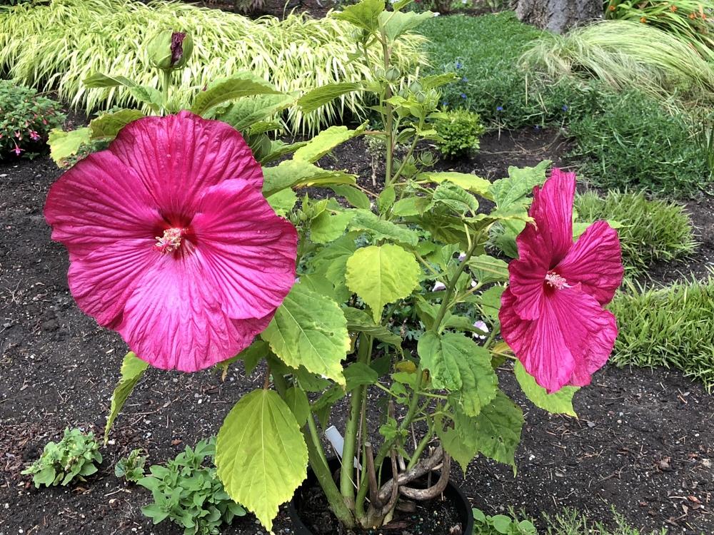 Photo of Hybrid Hardy Hibiscus (Hibiscus Luna™ Red) uploaded by AngieVanIsld