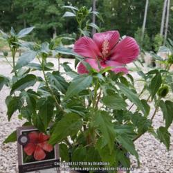 Location: Van Buren, MO
Date: 2018-07-08
100°F brings out color on plant tag, according to wholesaler.