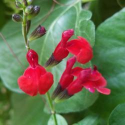 Location: Wilmington, Delaware USA
Date: 2018-08-27
Such a vivid red in Salvia microphylla 'Royal Bumble'