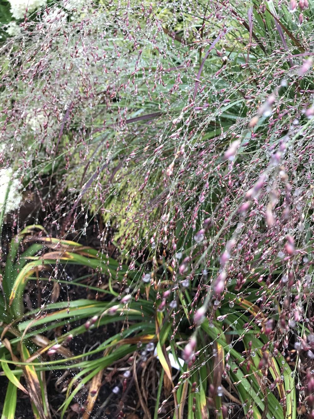 Photo of Switch Grass (Panicum virgatum 'Shenandoah') uploaded by Legalily