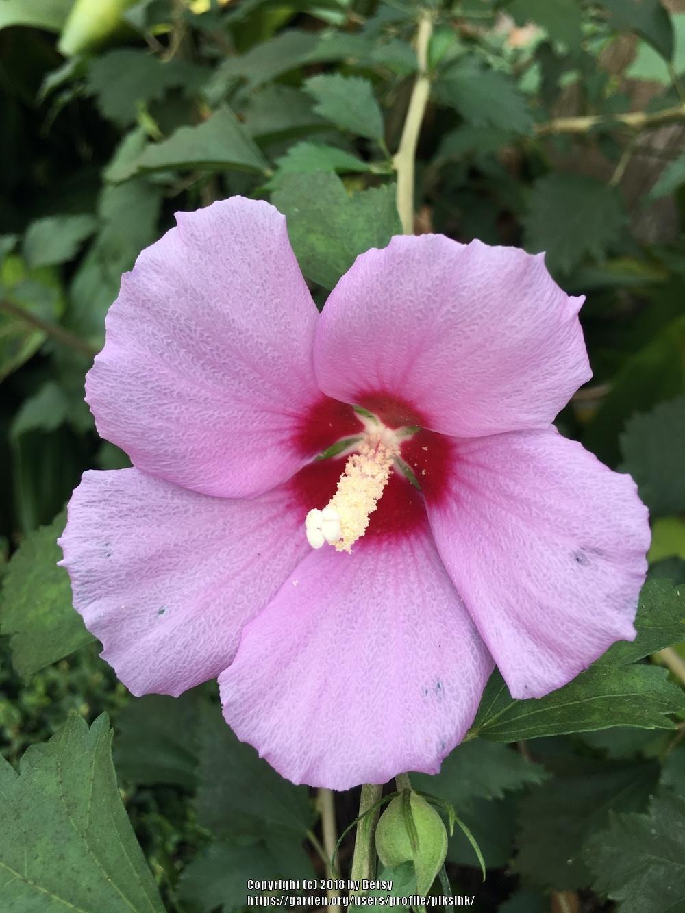 Photo of Roses of Sharon (Hibiscus syriacus) uploaded by piksihk