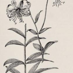 
Date: c. 1897
illustration from 'Flowers of Field, Hill and Swamp' by Creevey, 