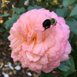 Location: My garden, Pequea, Pennsylvania, USA
Date: 2018-08-28
My favorite rose.