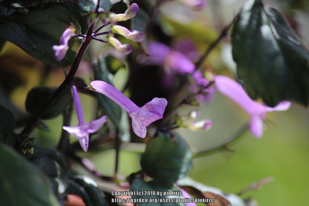 Photo of Spur Flower (Plectranthus Mona Lavender) uploaded by pinkiris