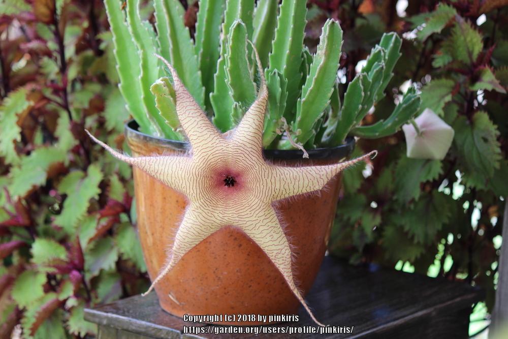 Photo of Starfish Plant (Ceropegia gigantea) uploaded by pinkiris
