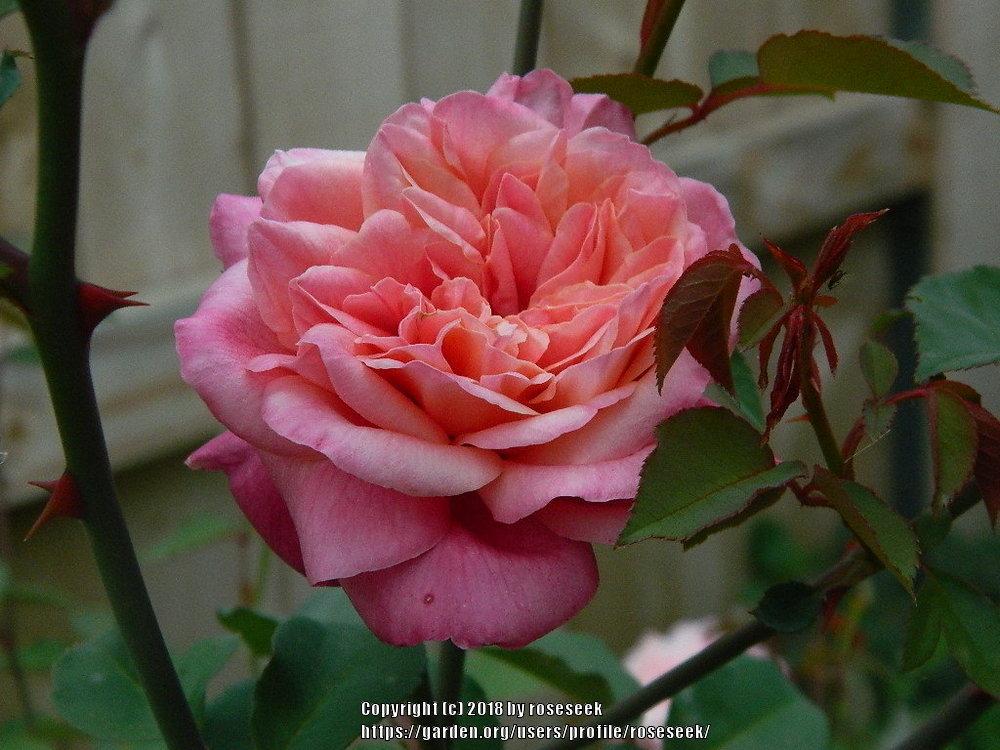 Photo of Tea Rose (Rosa 'Monsieur Tillier') uploaded by roseseek