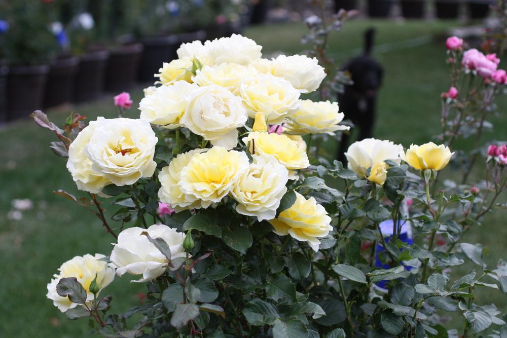 Photo of Rose (Rosa 'White Licorice') uploaded by Canadian_Rose