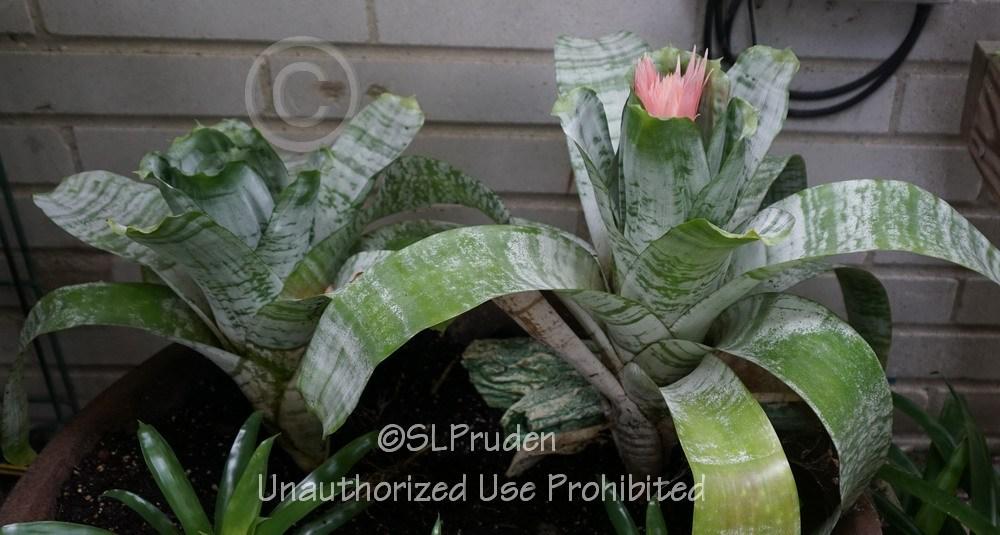 Photo of Urn Plant (Aechmea fasciata) uploaded by DaylilySLP