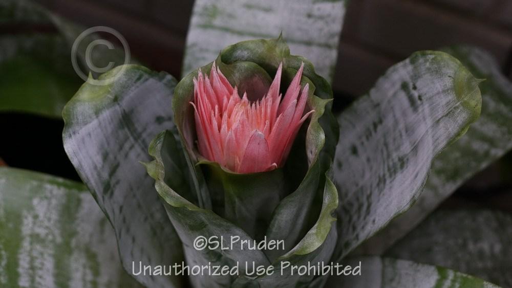 Photo of Urn Plant (Aechmea fasciata) uploaded by DaylilySLP