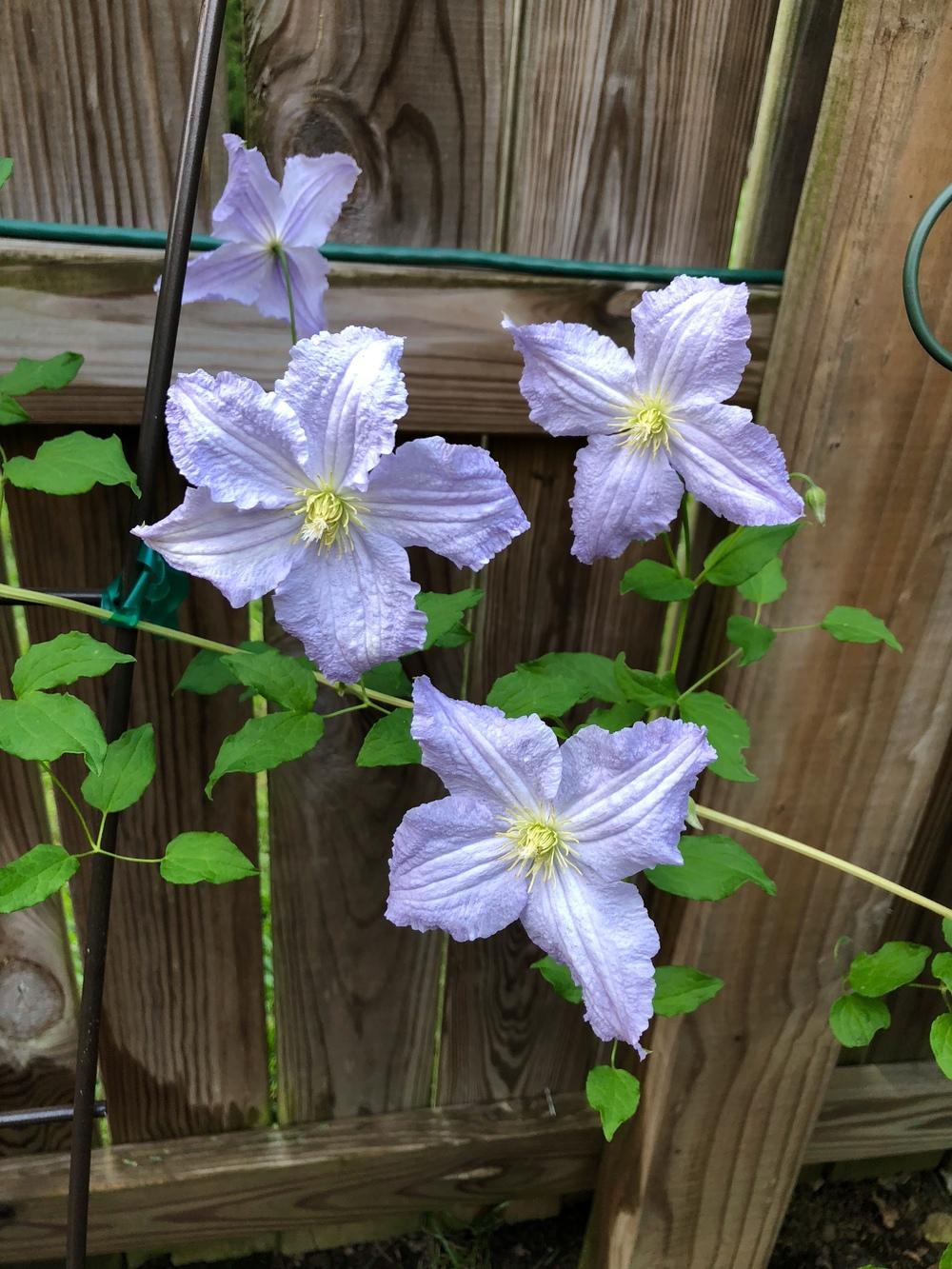 Photo of Clematis Blue Angel uploaded by Dinah1