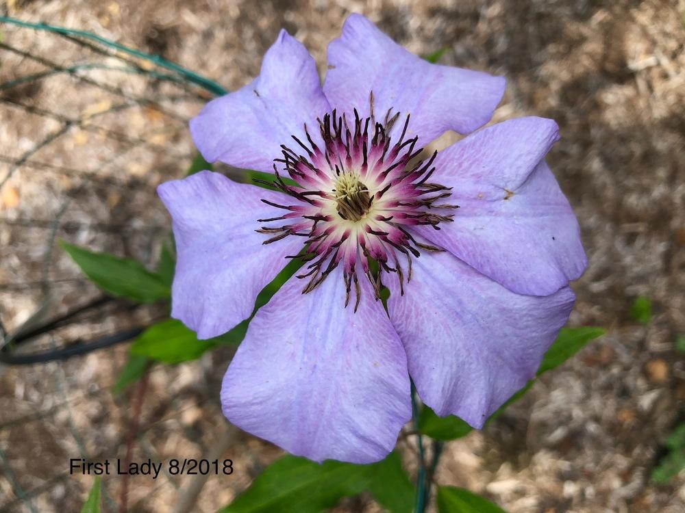 Photo of Clematis 'The First Lady' uploaded by Dinah1