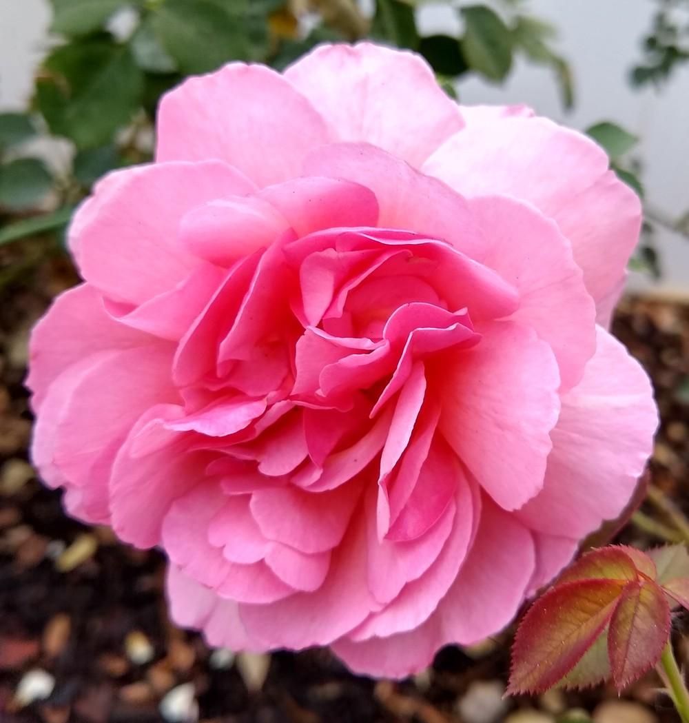 Photo of Rose (Rosa 'Princess Alexandra of Kent') uploaded by Mustbnuts
