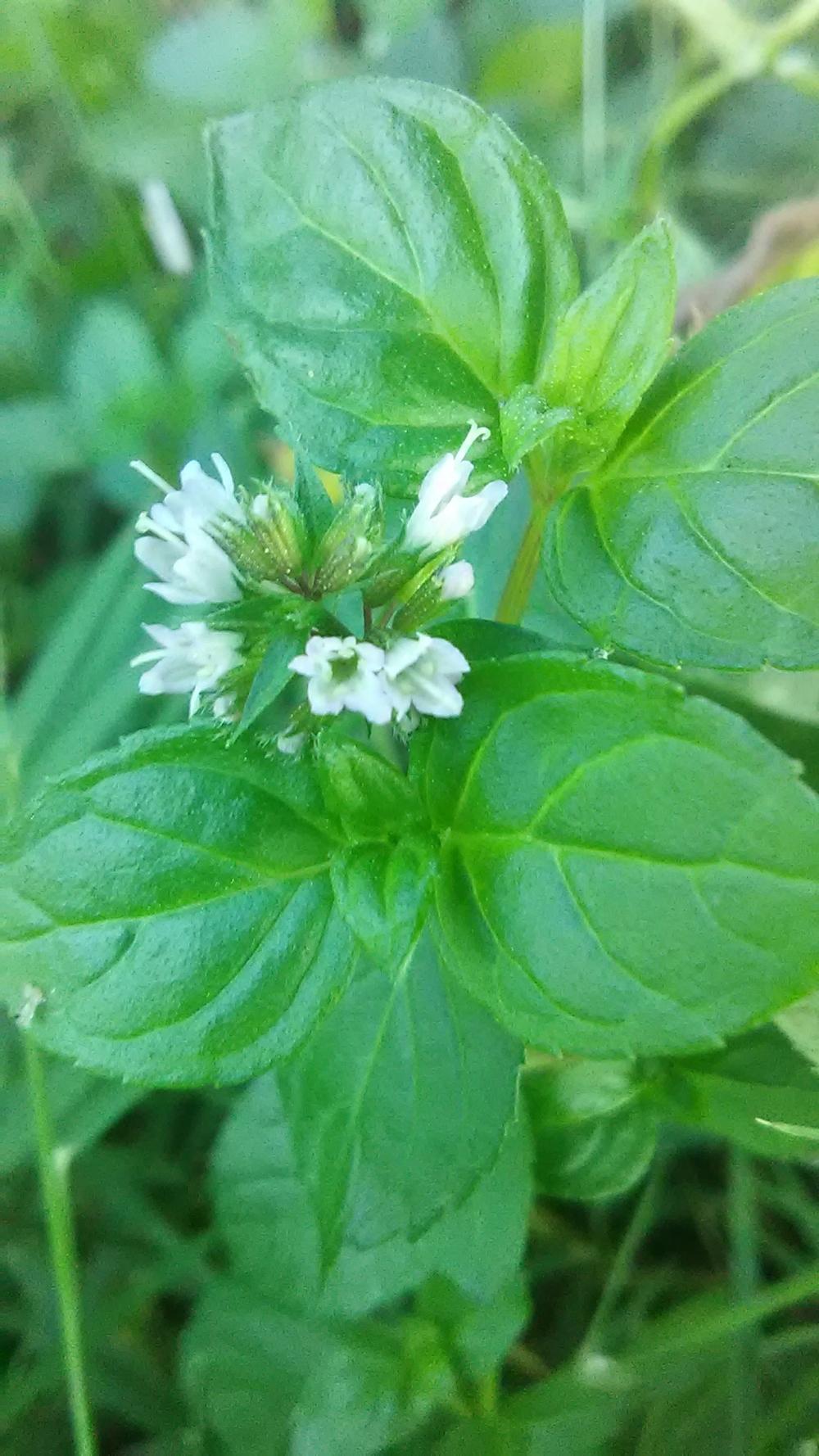 Photo of Chocolate Mint (Mentha x piperita 'Chocolate') uploaded by alex1992ccc