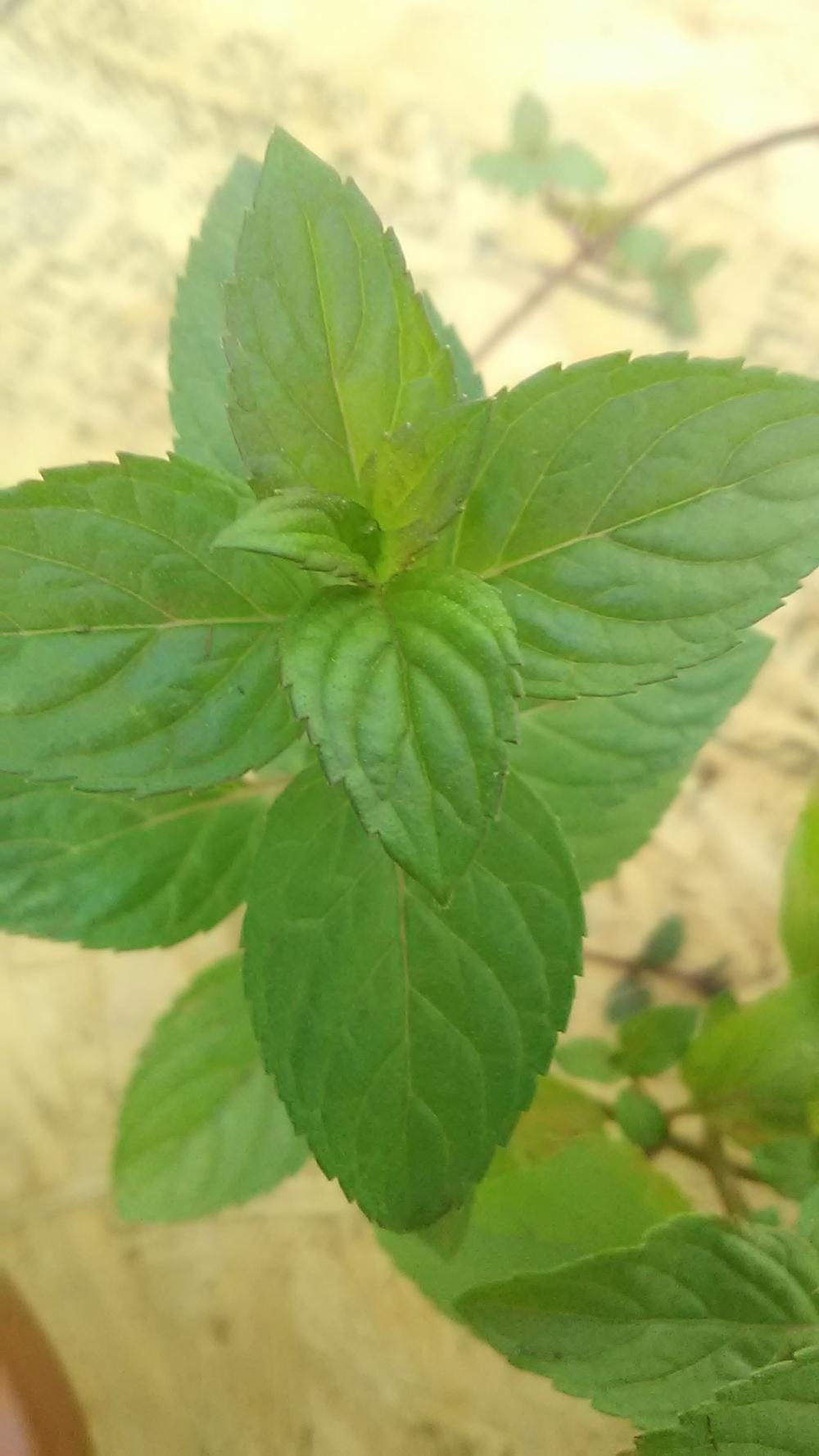 Photo of Chocolate Mint (Mentha x piperita 'Chocolate') uploaded by alex1992ccc