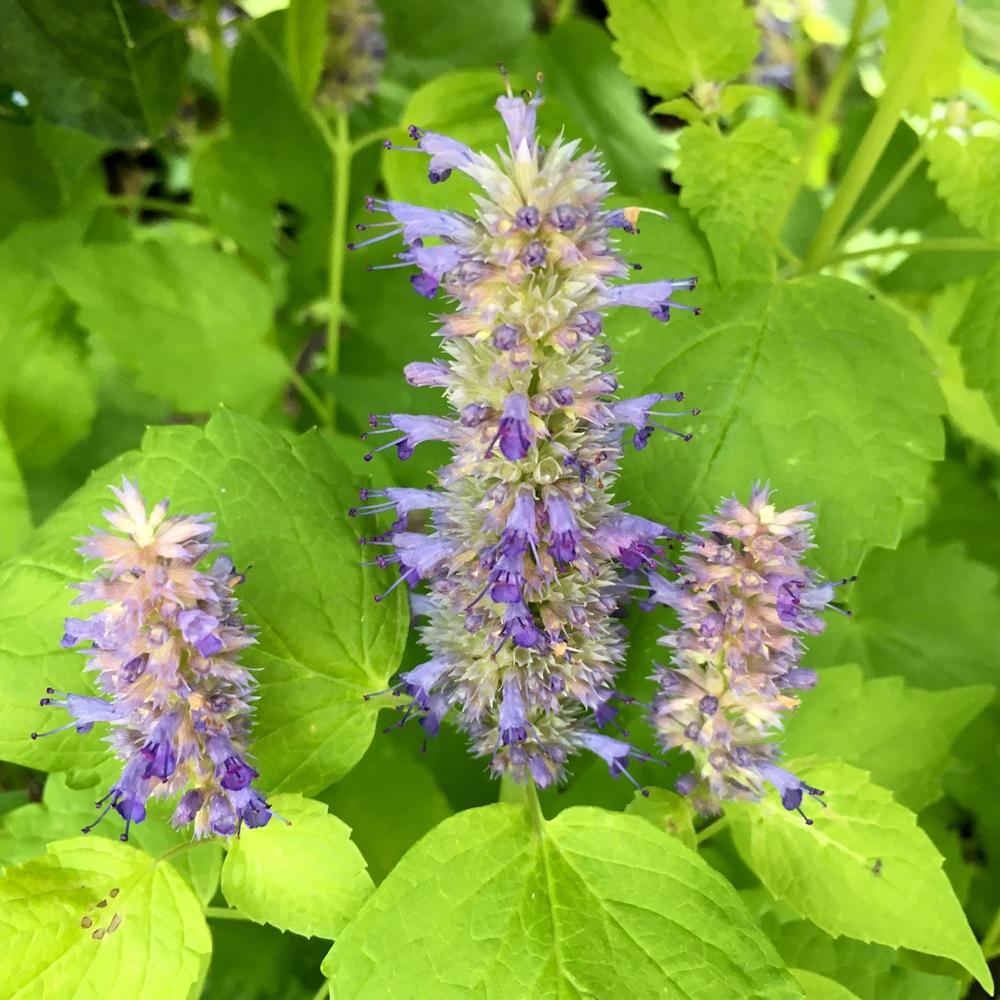 Photo of Anise Hyssop (Agastache foeniculum 'Golden Jubilee') uploaded by csandt